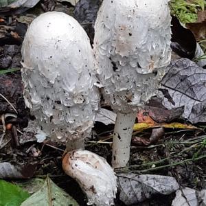 Shaggy Mane