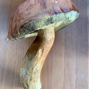 Maronen-Röhrling