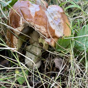 Unknown Species