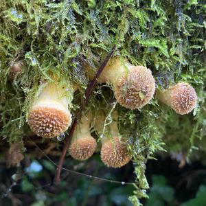 Honiggelber Hallimasch