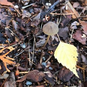 Unknown Species