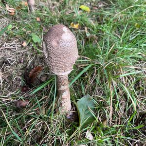 Parasol Mushroom