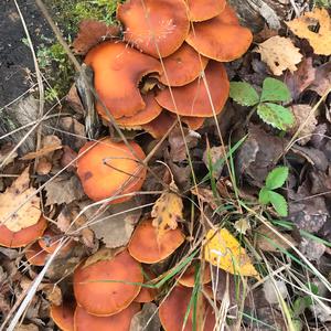 Unknown Species