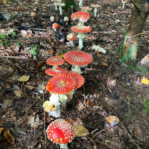 Fly Agaric