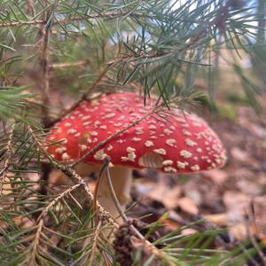 Fly Agaric