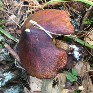 Unknown Species