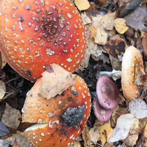 Fly Agaric