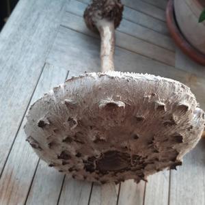 Unknown Species