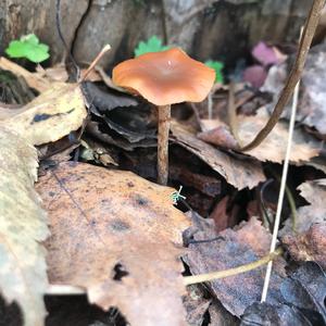 Unknown Species