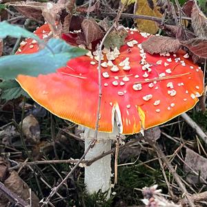 Fliegenpilz