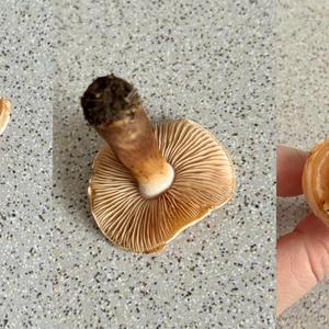 Strong-scented Blewit