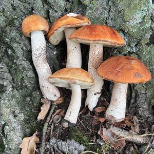 Orange Birch Bolete