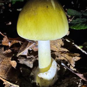 Death Cap
