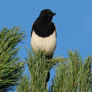 Black-billed Magpie