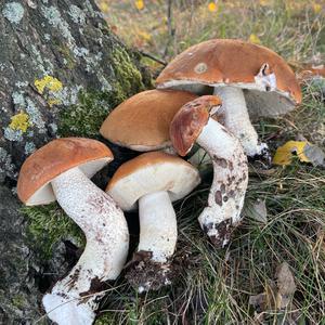 Orange Birch Bolete