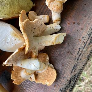 Hedgehog Fungus, Common