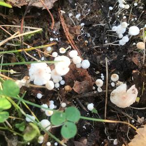 Unknown Species