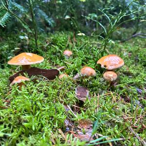 Jersey Cow Bolete