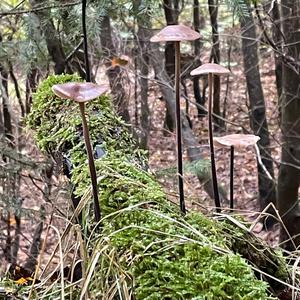 Marasmius querceus