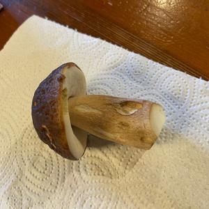 King Bolete