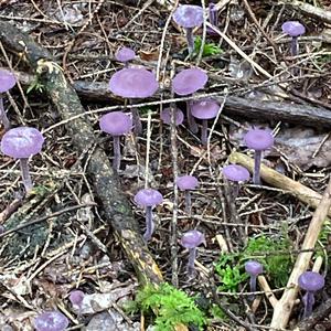 Amethyst Deceiver