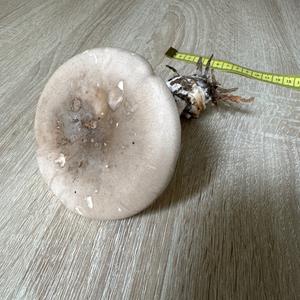 Nebelgrauer Röteltrichterling