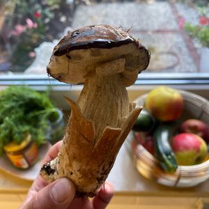 Steinpilz