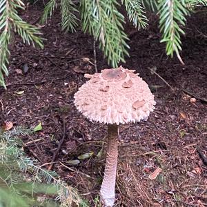 Parasol Mushroom