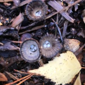 Unknown Species