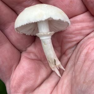 Rosablättriger Champignon-Schirmling