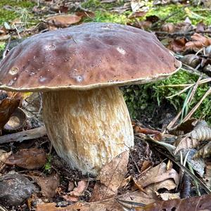 Steinpilz
