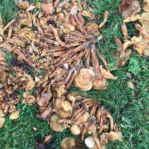 Golden Pholiota
