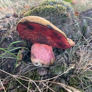 Flockenstieliger Hexenröhrling