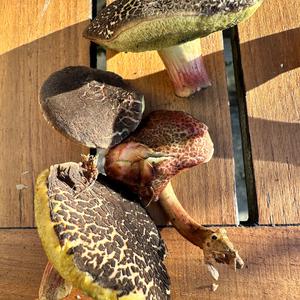 Red-cracked Bolete