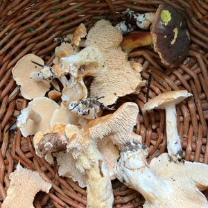 Hedgehog Fungus, Common