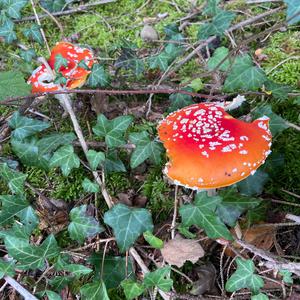 Fly Agaric