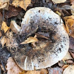 Black Tooth