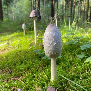 Shaggy Mane