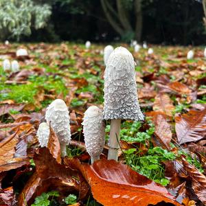 Shaggy Mane