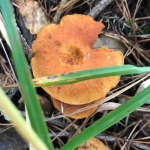 Unknown Species