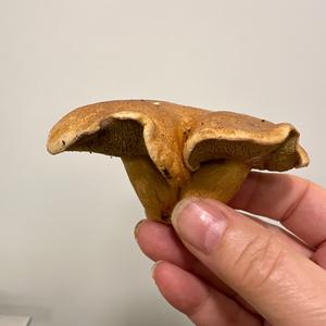 Kuhpilz