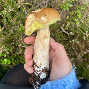 Steinpilz
