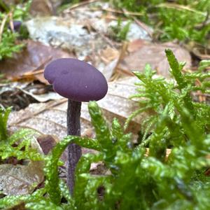 Amethyst Deceiver