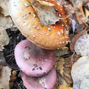 Shellfish-scented Russula
