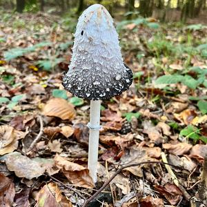 Shaggy Mane