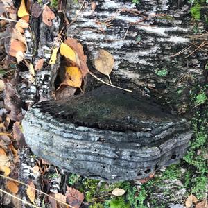 Artist`s Fungus