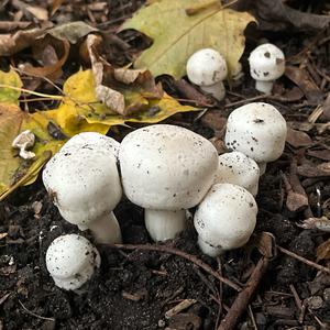 Weißer Giftchampignon
