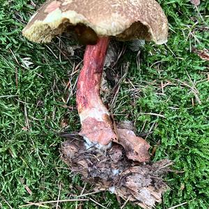 Red-cracked Bolete