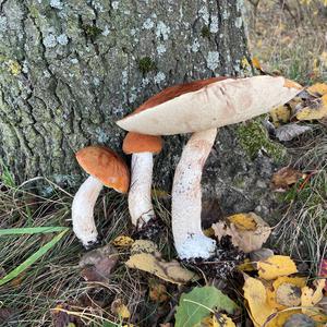Orange Birch Bolete