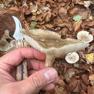 Nebelgrauer Röteltrichterling